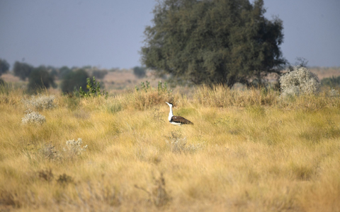 Seltenheit: Laut WWF gibt es nur noch rund 200 Hindutrappen. - Foto: Radheyshyam Bishnoi/ERDS Foundation/dpa Seltenheit: Laut WWF gibt es nur noch rund 200 Hindutrappen. - Foto: Radheyshyam Bishnoi/ERDS Foundation/dpa