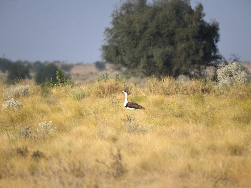 Seltenheit: Laut WWF gibt es nur noch rund 200 Hindutrappen. - Foto: Radheyshyam Bishnoi/ERDS Foundation/dpa