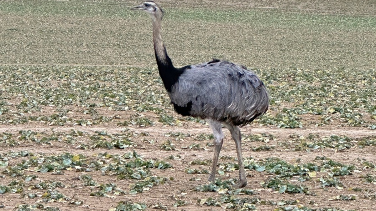 LPI-NDH: Wilder EMU gefährdete Verkehrsteilnehmer und Einsatzkräfte - Foto: presseportal.de