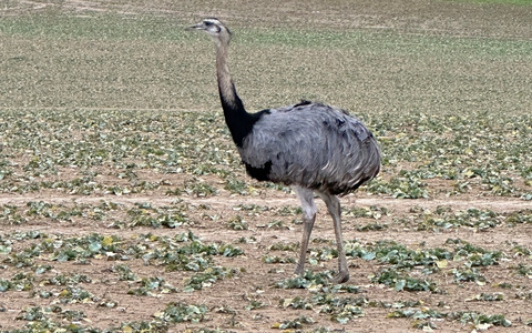 LPI-NDH: Wilder EMU gefährdete Verkehrsteilnehmer und Einsatzkräfte - Foto: presseportal.de