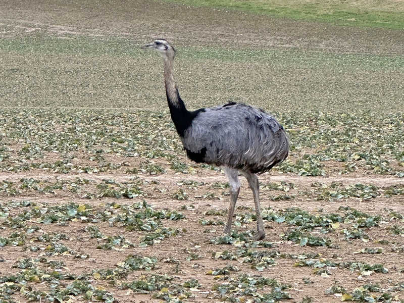 LPI-NDH: Wilder EMU gefährdete Verkehrsteilnehmer und Einsatzkräfte - Foto: presseportal.de