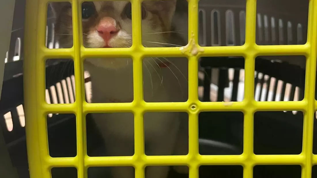 BPOL NRW: Unbekannte setzen Katze im Hauptbahnhof Essen aus - Bundespolizei ermittelt - Bild: presseportal.de