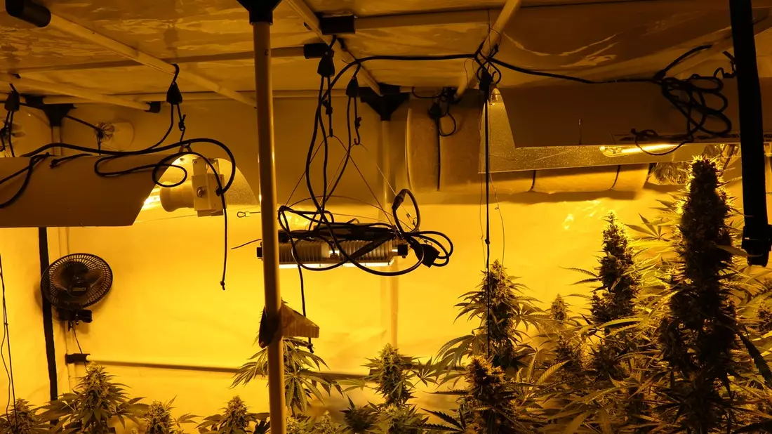 POL-KS: Bei Einsatz wegen häuslicher Gewalt: Cannabisgeruch führt zum Fund von Plantage im Schlafzimmer - Bild: presseportal.de