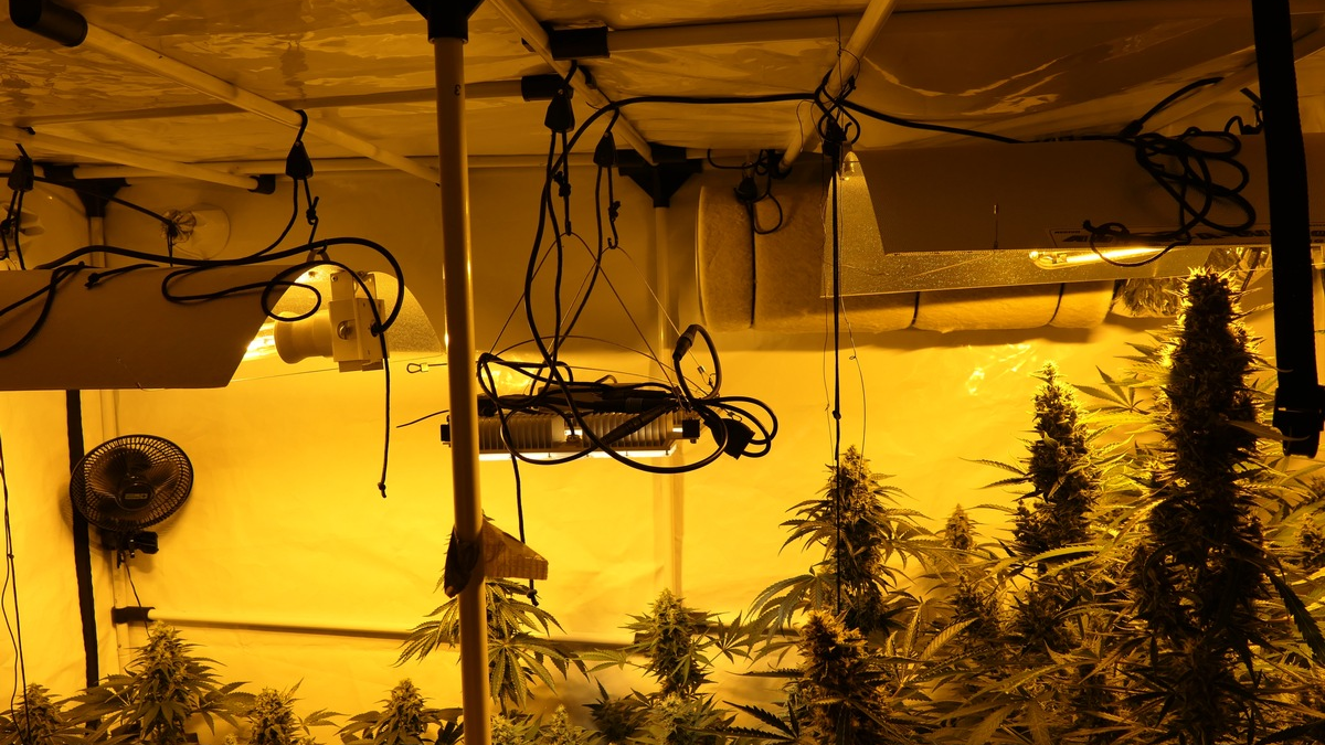 POL-KS: Bei Einsatz wegen häuslicher Gewalt: Cannabisgeruch führt zum Fund von Plantage im Schlafzimmer - Foto: presseportal.de