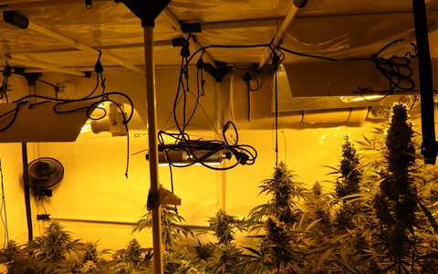 POL-KS: Bei Einsatz wegen häuslicher Gewalt: Cannabisgeruch führt zum Fund von Plantage im Schlafzimmer - Foto: presseportal.de