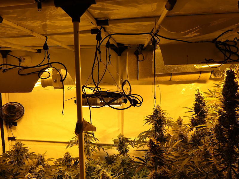 POL-KS: Bei Einsatz wegen häuslicher Gewalt: Cannabisgeruch führt zum Fund von Plantage im Schlafzimmer - Foto: presseportal.de
