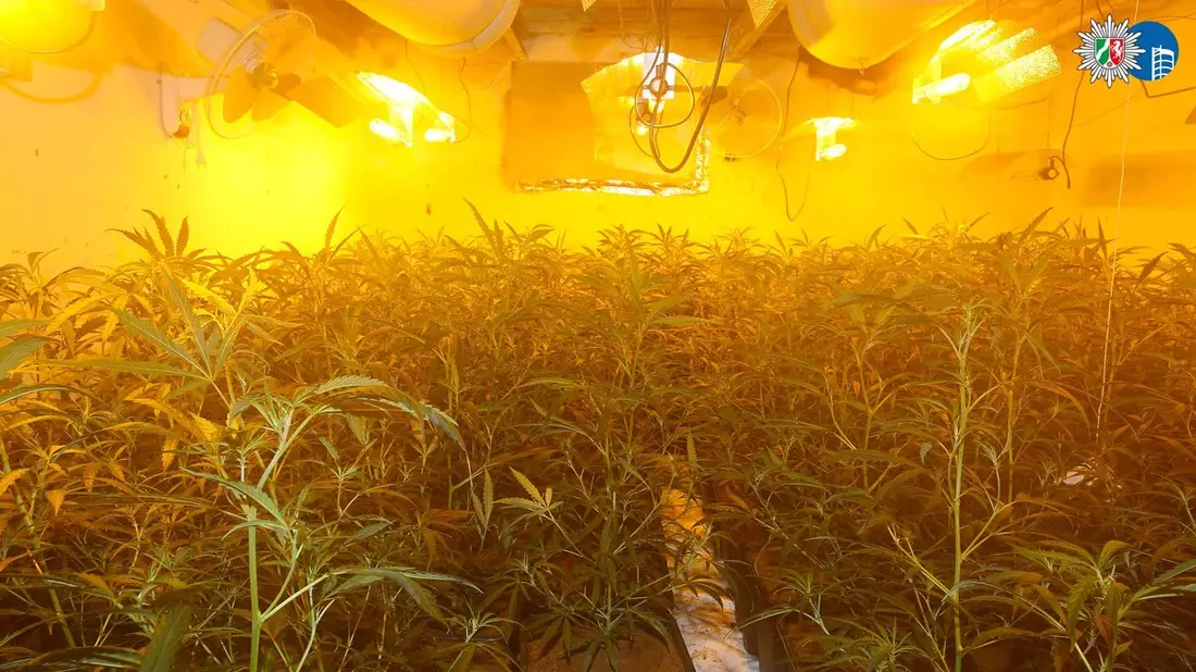 POL-OB: Gemeinsame Pressemitteilung der Staatsanwaltschaft Duisburg und der Polizei Oberhausen: Nach Hinweis Cannabisplantage aufgefunden - Tatverdächtiger (27) in Untersuchungshaft - Bild: presseportal.de