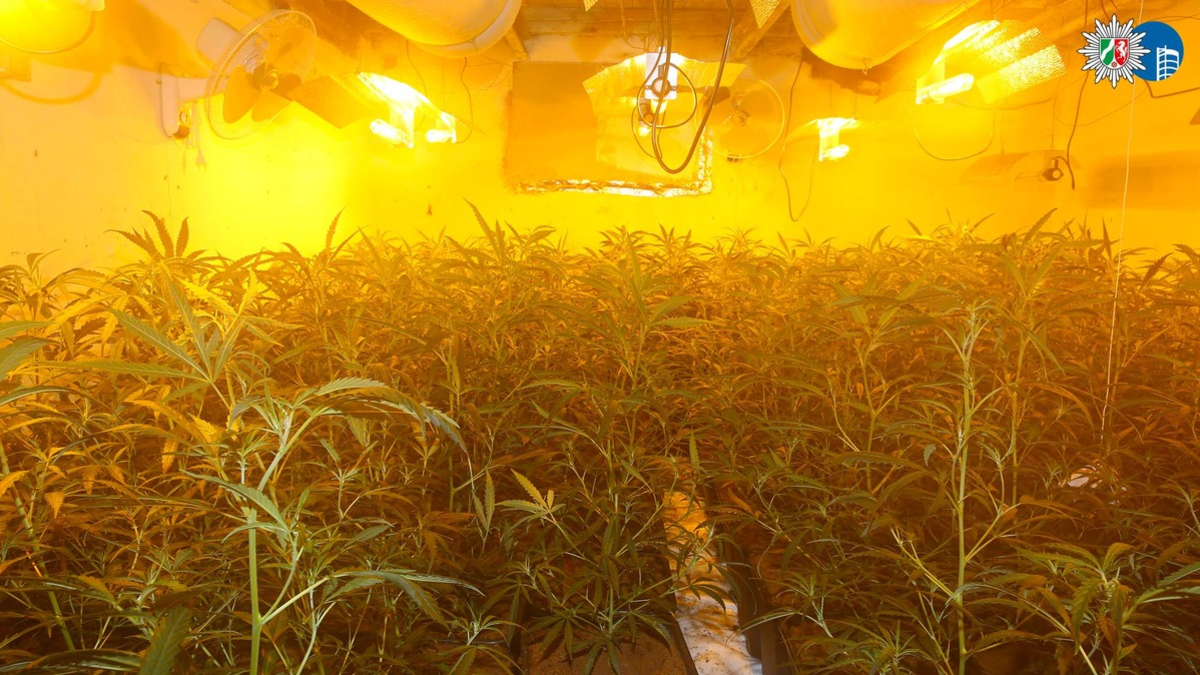 POL-OB: Gemeinsame Pressemitteilung der Staatsanwaltschaft Duisburg und der Polizei Oberhausen: Nach Hinweis Cannabisplantage aufgefunden - Tatverdächtiger (27) in Untersuchungshaft - Foto: presseportal.de