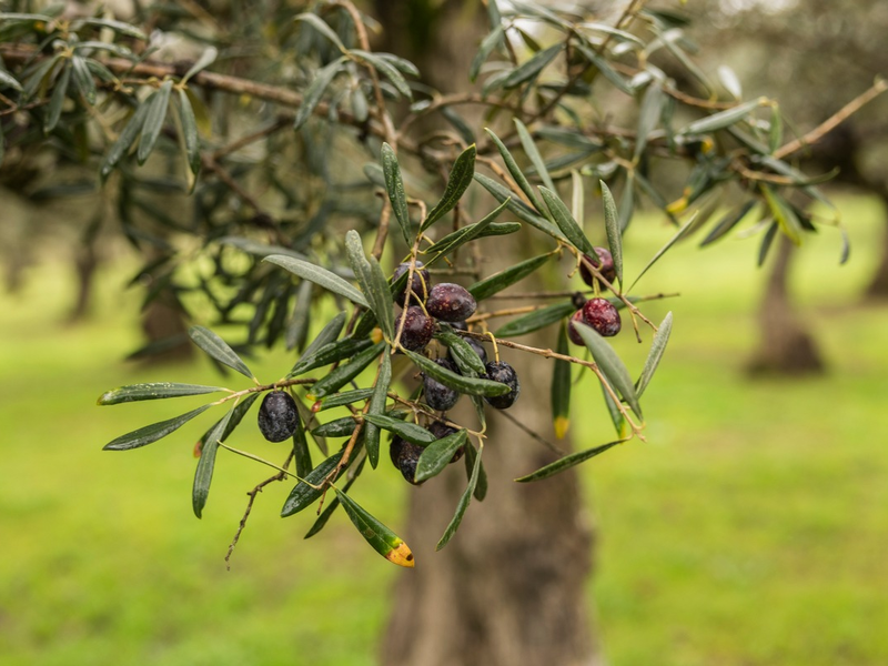 Olivenöl: Wie entsteht das flüssige Gold? - Foto: presseportal.de