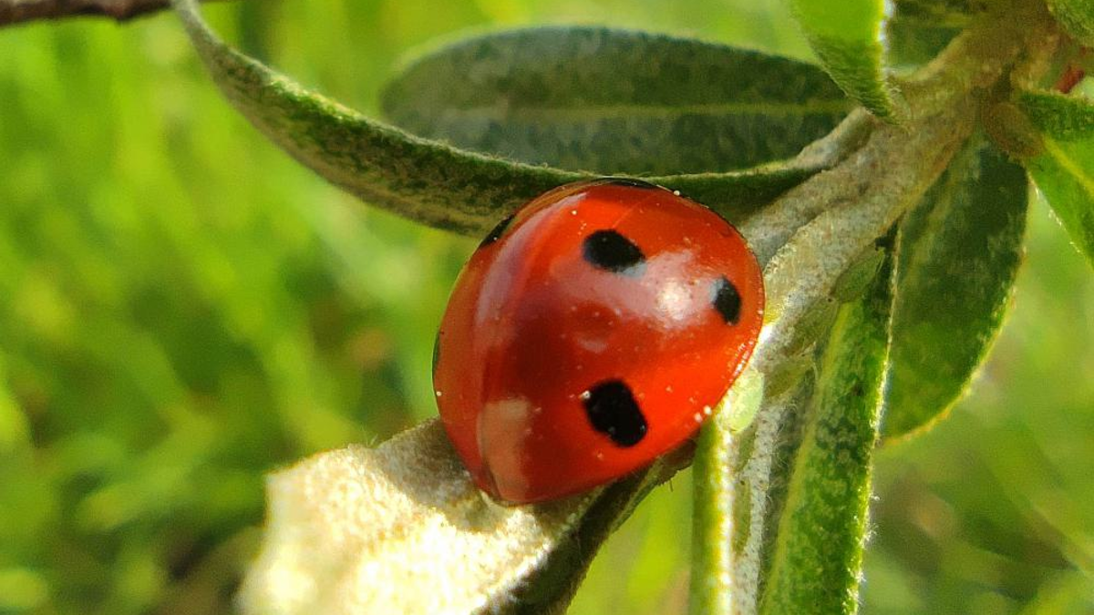 Marienkäfer (Archiv) - Foto: über dts Nachrichtenagentur