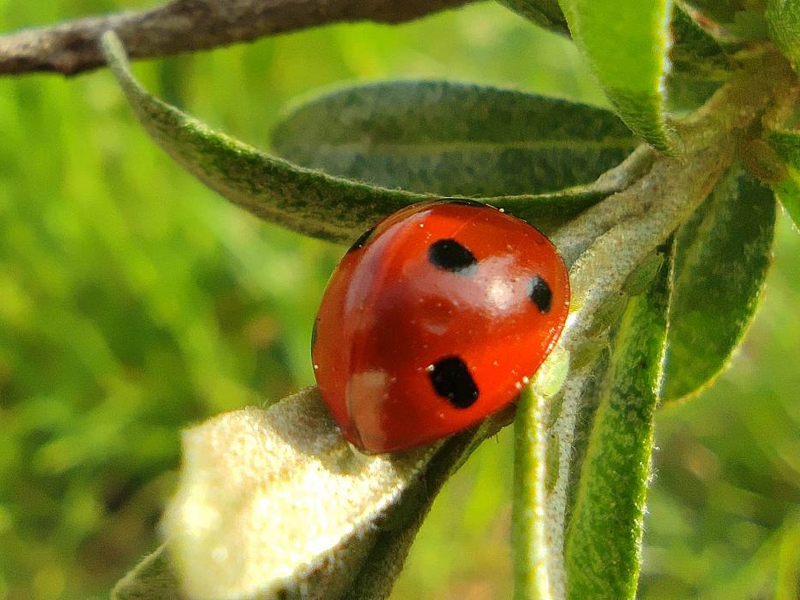 Marienkäfer (Archiv) - Foto: über dts Nachrichtenagentur