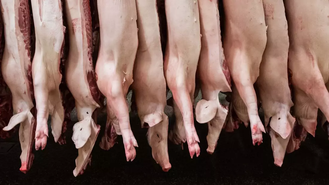 Die Schlachtmenge bei Schweinefleisch steigt um 1,9 Prozent. (Archivbild) - Bild: Mohssen Assanimoghaddam/dpa