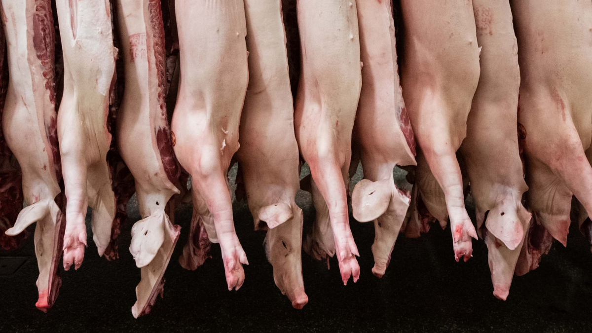 Insgesamt produzierten Schlachtunternehmen 2023 rund 4,2 Millionen Tonnen Schweinefleisch - deutlich weniger als noch 2022. - Foto: Mohssen Assanimoghaddam/dpa