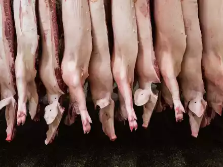 Die Schlachtmenge bei Schweinefleisch ist zuletzt um 1,9 Prozent gestiegen. - Foto: Mohssen Assanimoghaddam/dpa