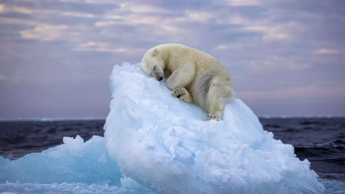 Da muss man schon Eisbär sein, um hier im norwegischen Svalbard-Archipel so gemütlich schlummern zu können. Das Foto von Nima Saikhani hat den Publikumspreis des Wettbewerbs «Wildlife Photographer of The Year» des Londoner Natural History Museums gewonnen. - Bild: Nima Sarikhani/Wildlife Photographer of the Year /PA Media/dpa