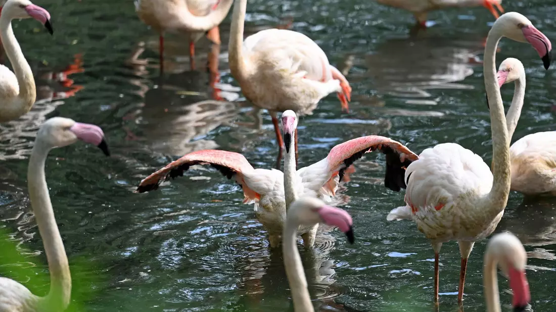 Im Berliner Zoo gibt es einige Flamingos - der älteste von ihnen, Ingo, ist nun gestorben. - Bild: Jessica Lichetzki/dpa