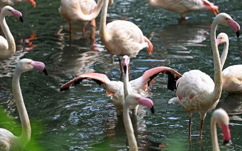 Im Berliner Zoo gibt es einige Flamingos - der älteste von ihnen, Ingo, ist nun gestorben. - Foto: Jessica Lichetzki/dpa