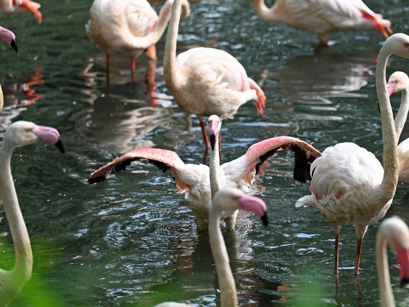 Im Berliner Zoo gibt es einige Flamingos - der älteste von ihnen, Ingo, ist nun gestorben. - Foto: Jessica Lichetzki/dpa