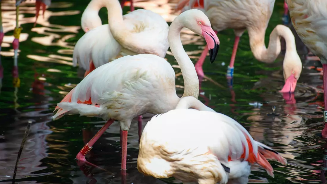 Der Flamingo Ingo lebte seit 1955 in Berlin. - Bild: Gregor Fischer/dpa