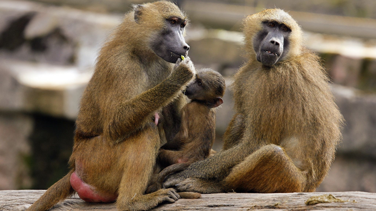 Eine Gruppe Paviane in ihrem Gehege im Tiergarten in Nürnberg. - Foto: Daniel Karmann/dpa