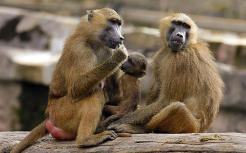 Eine Gruppe Paviane in ihrem Gehege im Tiergarten in Nürnberg. - Foto: Daniel Karmann/dpa