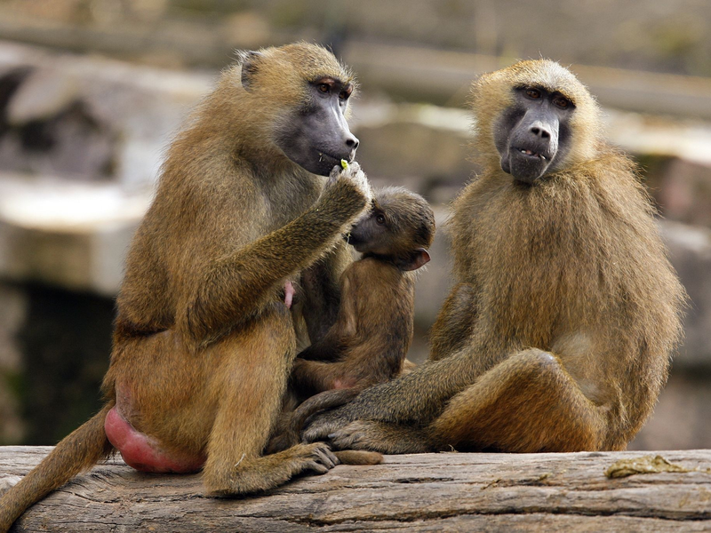 Eine Gruppe Paviane in ihrem Gehege im Tiergarten in Nürnberg. - Foto: Daniel Karmann/dpa