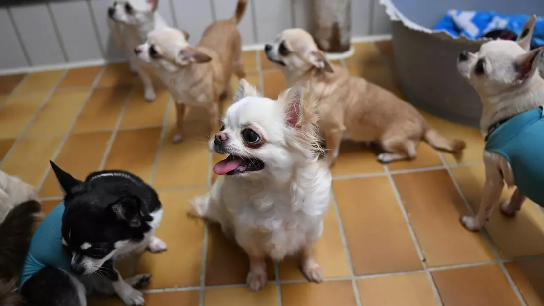 Der Stuttgarter Fund von 68 Chihuahua-Rassehunden einer überforderten Züchterin sorgte zuletzt für Aufsehen. - Bild: Bernd Weißbrod/dpa