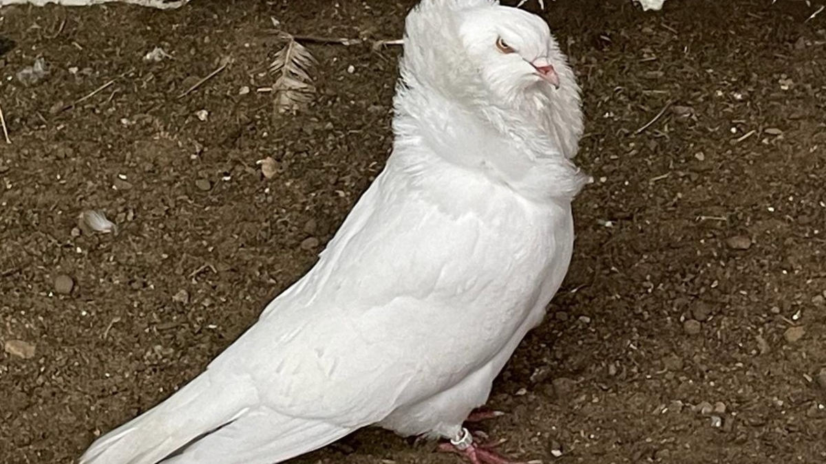 POL-WES: Voerde - Zeugensuche nach Diebstahl von Ziertauben - Foto: presseportal.de