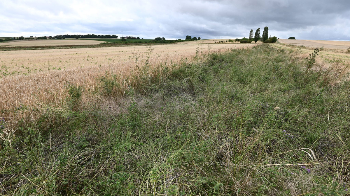 Die EU-Kommission bekommt keine Mehrheit, um Bauern zu entlasten. - Foto: Axel Seidemann/dpa