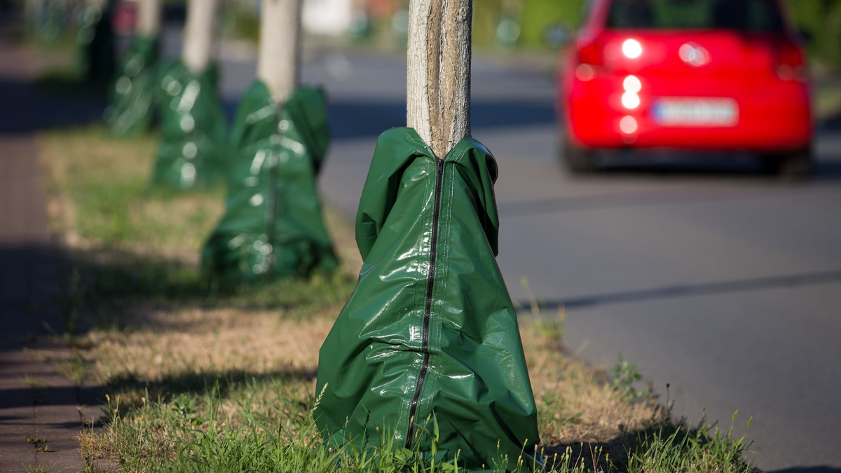 Hitze und Trockenheit im Sommer setzen den Bäumen zu. Damit sie die heißen Monate überstehen, gibt es Bewässerungssäcke, die langsam Wasser an den Boden abgeben. - Foto: Friso Gentsch/dpa