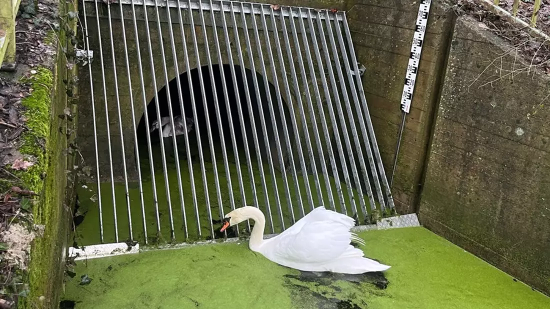 POL-SLS: Hinter Gittern - Polizei und Feuerwehr retten Babyschwan in Saarlouis - Bild: presseportal.de