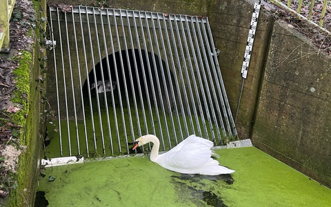 POL-SLS: Hinter Gittern - Polizei und Feuerwehr retten Babyschwan in Saarlouis - Foto: presseportal.de