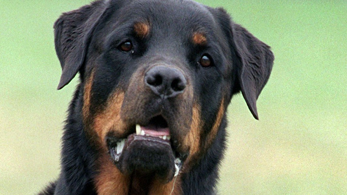 Drei Rottweiler haben in Italien einen Jogger zu Tode gebissen (Symbolbild). - Foto: Bernd Thissen/dpa
