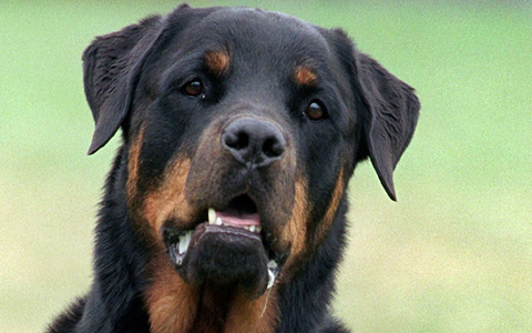 Drei Rottweiler haben in Italien einen Jogger zu Tode gebissen (Symbolbild). - Foto: Bernd Thissen/dpa