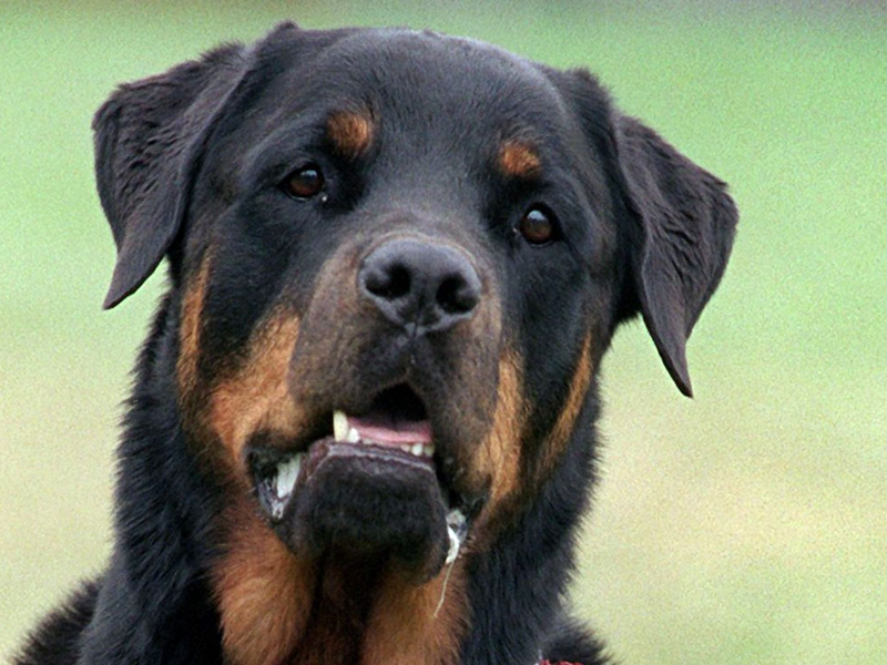 Drei Rottweiler haben in Italien einen Jogger zu Tode gebissen (Symbolbild). - Foto: Bernd Thissen/dpa