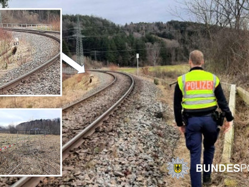 Bundespolizeidirektion München: Tierischer Einsatz am unsinnigen Donnerstag: Schafe im Gleis - Foto: presseportal.de