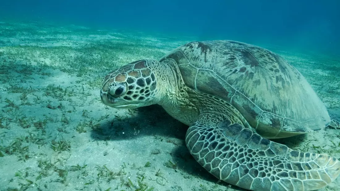 Eine Grüne Meeresschildkröte (Chelonia mydas) schwimmt im Roten Meer. Meeresschildkröten gehören zu den wandernden Tierarten. - Bild: Andrey Nekrasov/Zuma Press/dpa