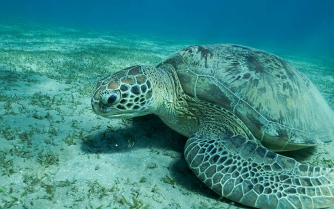 Eine Grüne Meeresschildkröte (Chelonia mydas) schwimmt im Roten Meer. Meeresschildkröten gehören zu den wandernden Tierarten. - Foto: Andrey Nekrasov/Zuma Press/dpa