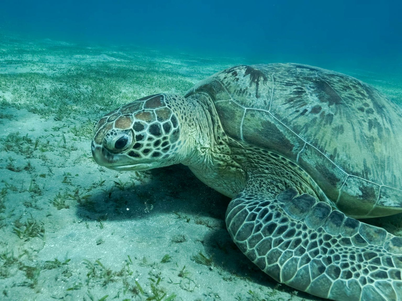 Eine Grüne Meeresschildkröte (Chelonia mydas) schwimmt im Roten Meer. Meeresschildkröten gehören zu den wandernden Tierarten. - Foto: Andrey Nekrasov/Zuma Press/dpa