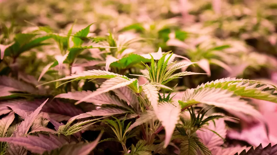 Die Teillegalisierung von Cannabis für Erwachsene steht am Freitag auf der Tagesordnung des Bundesrats. - Bild: Christian Charisius/dpa