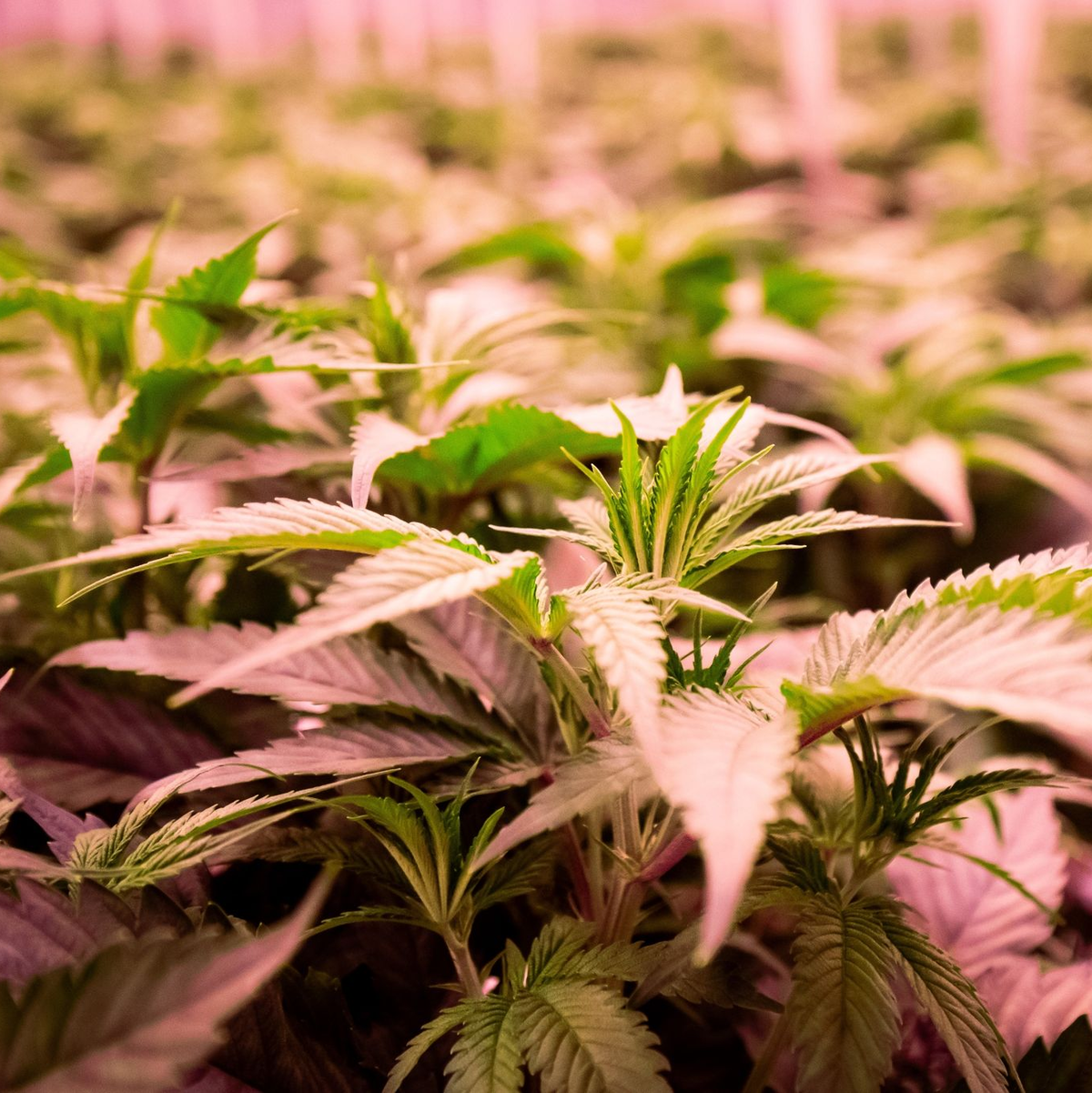 Drei Monate nach der Cannabis-Freigabe für Erwachsene in Deutschland tritt eine zweite Stufe in Kraft. - Foto: Christian Charisius/dpa