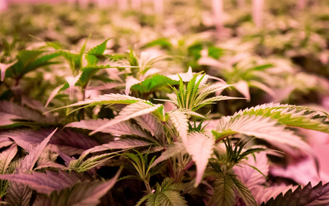 Die Debatte um die Legalisierung von Cannabis geht weiter. - Foto: Christian Charisius/dpa