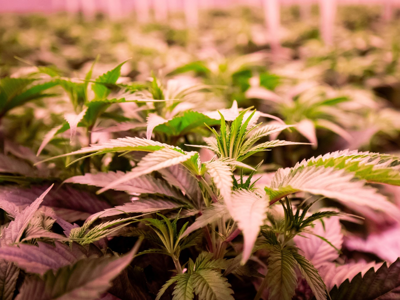 Die Teillegalisierung von Cannabis für Erwachsene steht am Freitag auf der Tagesordnung des Bundesrats. - Foto: Christian Charisius/dpa