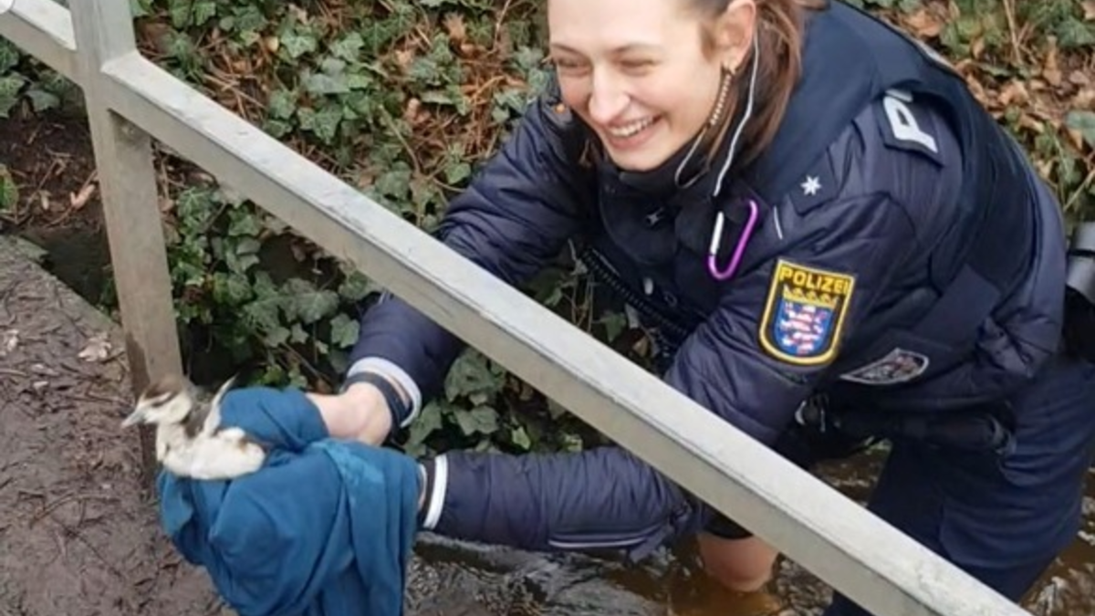 POL-DA: Darmstadt: Polizistin rettet Küken aus Bachlauf und vereint gefederte Familie - Foto: presseportal.de
