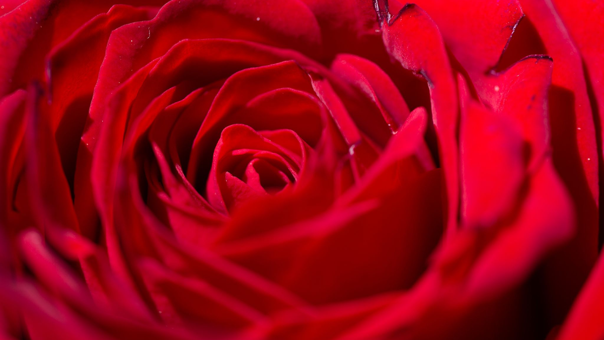 Die Boten der ewigen Liebe... - Foto: Fernando Gutierrez-Juarez/dpa