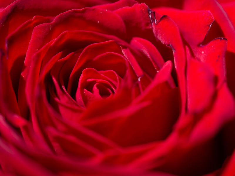 Die Boten der ewigen Liebe... - Foto: Fernando Gutierrez-Juarez/dpa