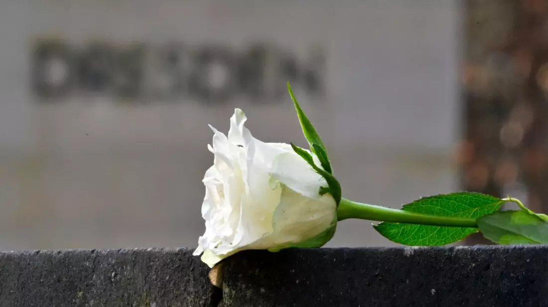 Eine weiße Rose als Symbol der Erinnerung auf dem Heidefriedhof. - Bild: Matthias Rietschel/dpa