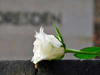 Eine weiße Rose als Symbol der Erinnerung auf dem Heidefriedhof. - Foto: Matthias Rietschel/dpa
