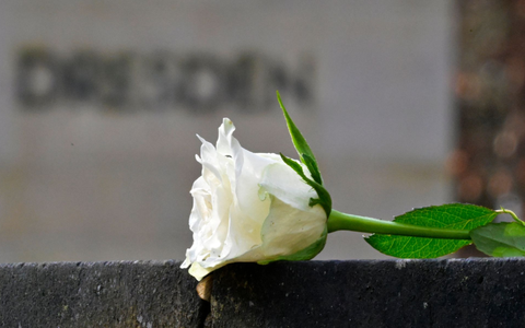 Eine weiße Rose als Symbol der Erinnerung auf dem Heidefriedhof. - Foto: Matthias Rietschel/dpa