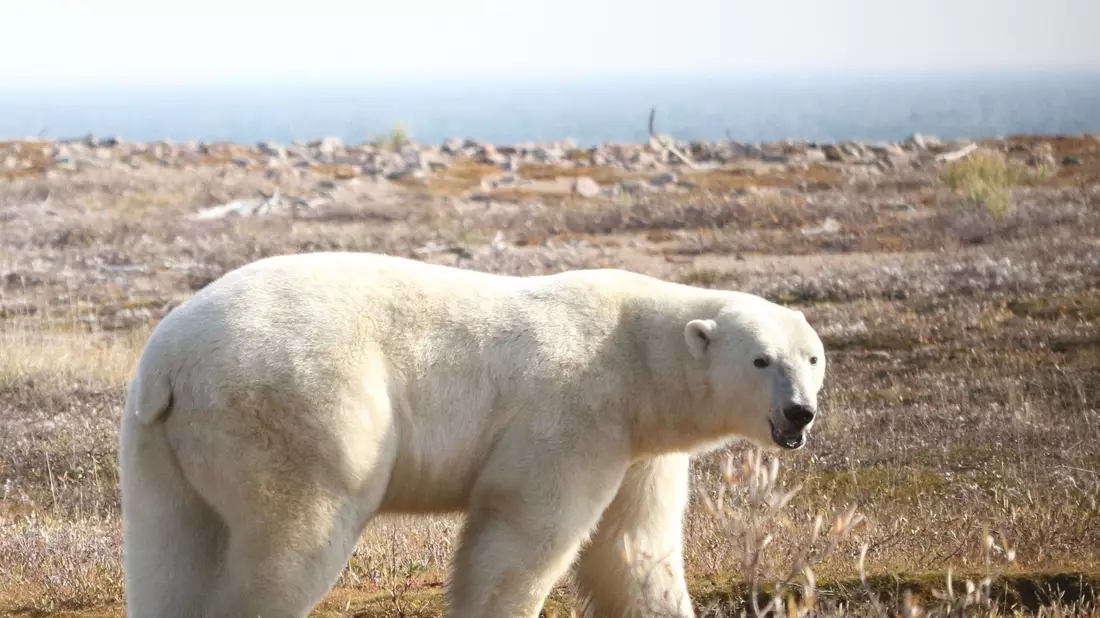 Ein Eisbär (Ursus maritimus) in der westlichen Hudson Bay Region im nordöstlichen Teil Kanadas. - Bild: David McGeachy/Springer Nature/dpa